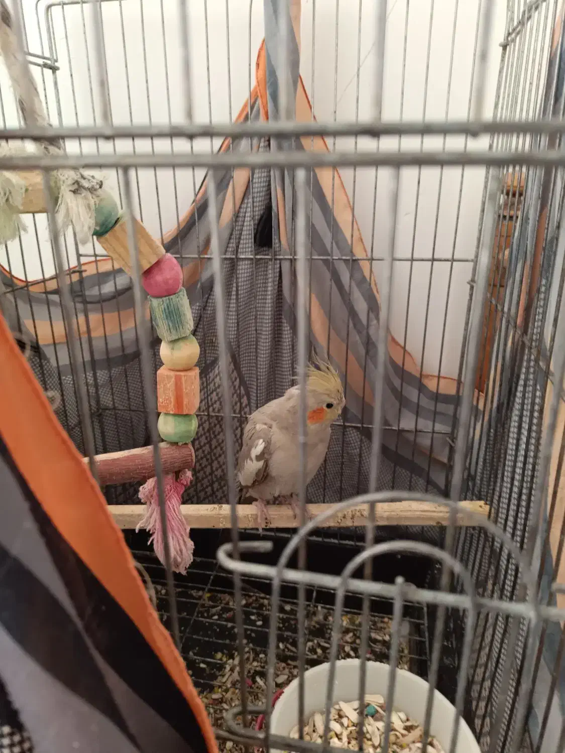 عروس هلندی ماده|پرنده|قم, شهرک امام حسن|دیوار