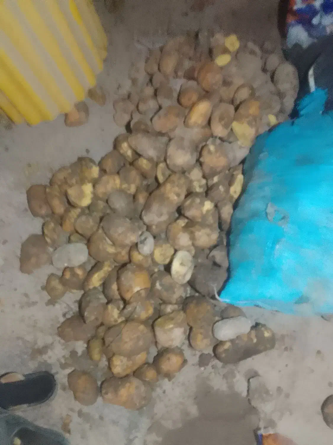 تبلیغات|حیوانات مزرعه|اردبیل, |دیوار