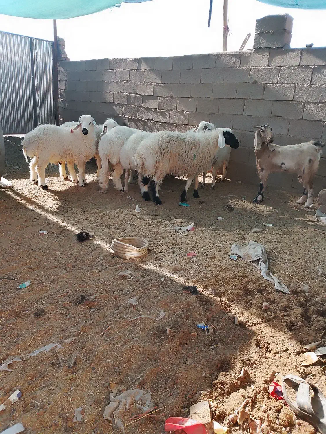 تعدادی بره نر فروشی چاق چاق|حیوانات مزرعه|نهبندان, |دیوار