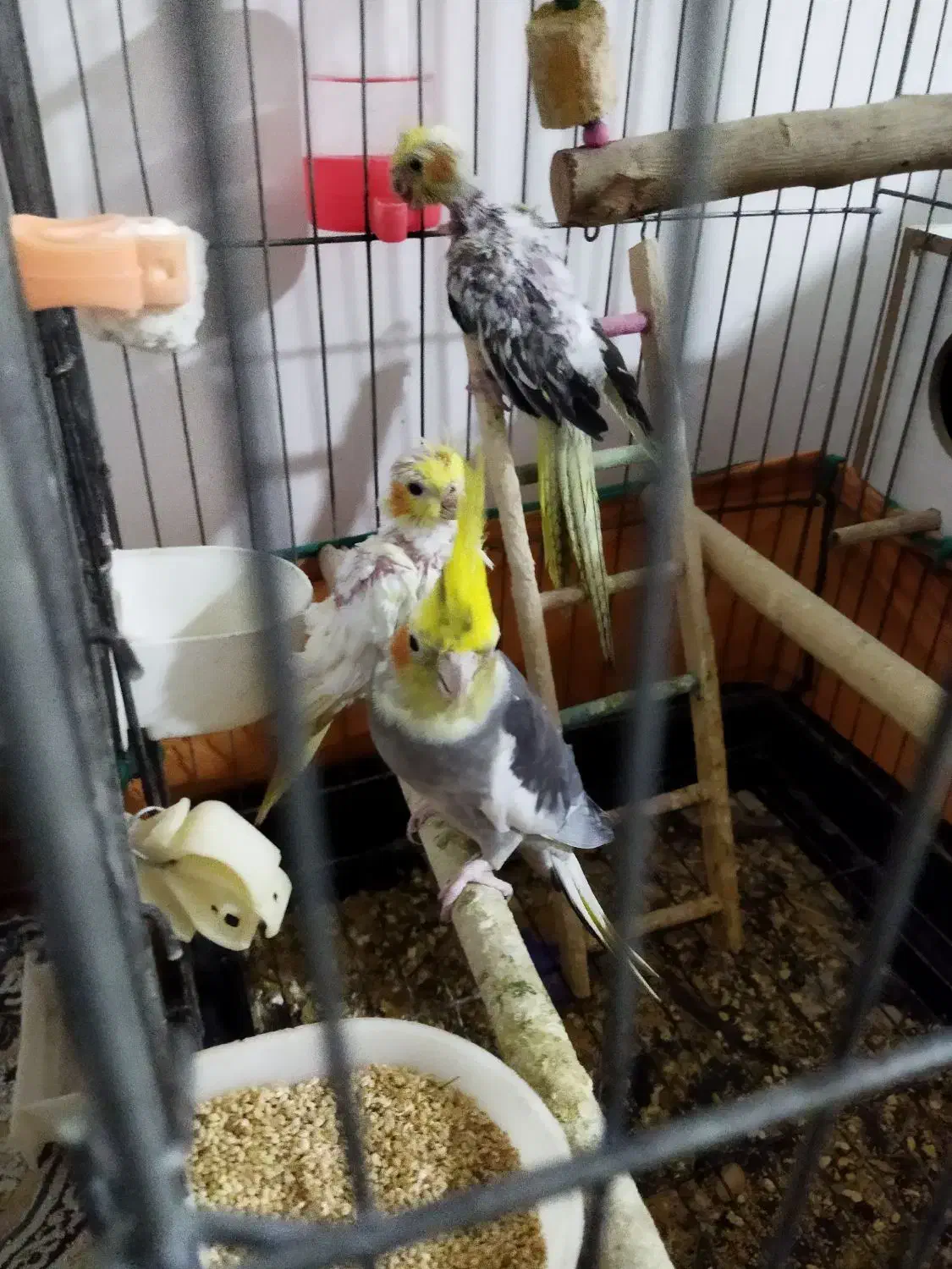 جوجه عروس هلندی|پرنده|پاکدشت, پاکدشت (مامازند)|دیوار