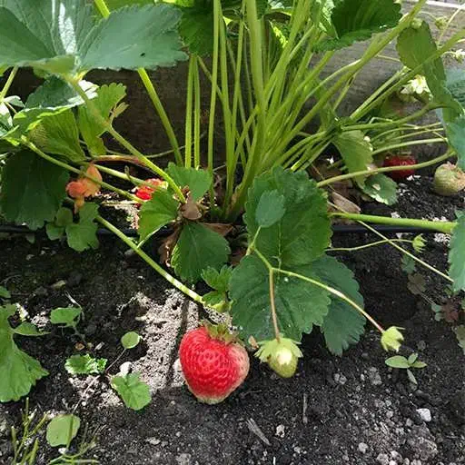 نهال توت فرنگی محلی|گل و گیاه طبیعی|کردکوی, |دیوار