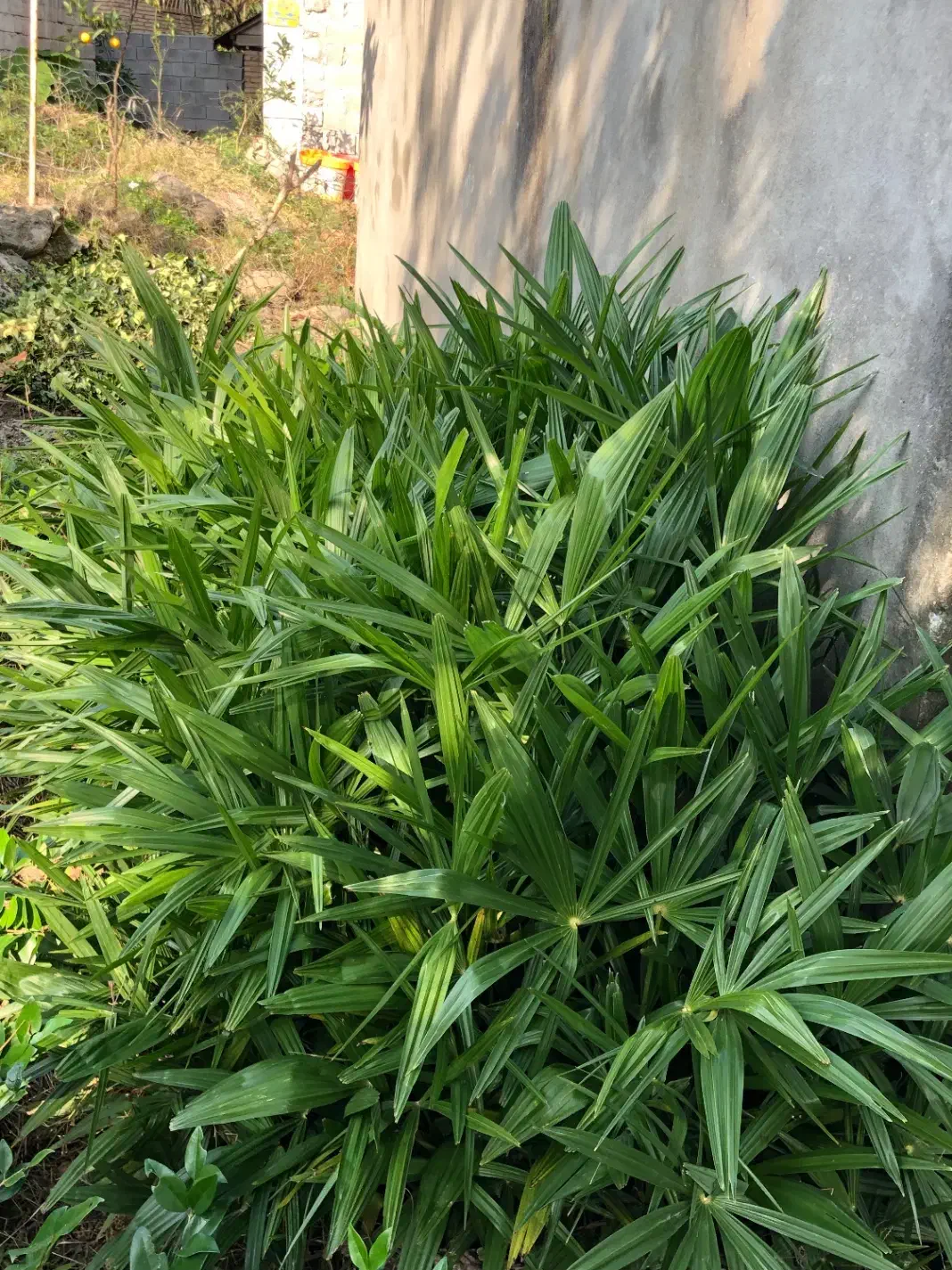 گل پالم لاتانیا|عمدهفروشی|تنکابن, |دیوار