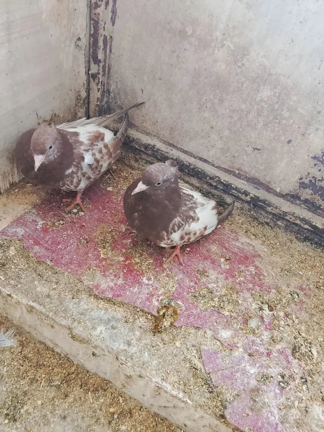 کبوتر|پرنده|سمیرم, |دیوار