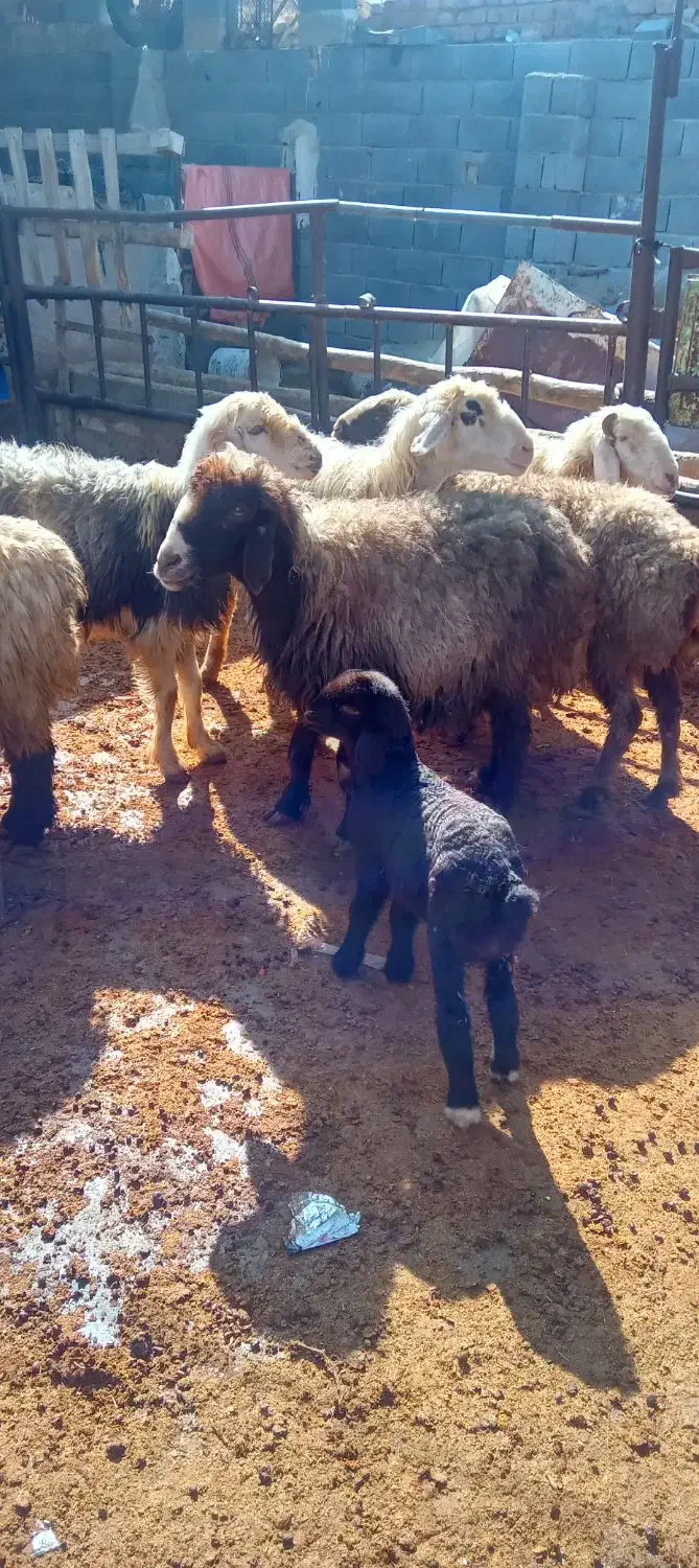 میش و شیشک بره دار|حیوانات مزرعه|مرودشت, کناره|دیوار