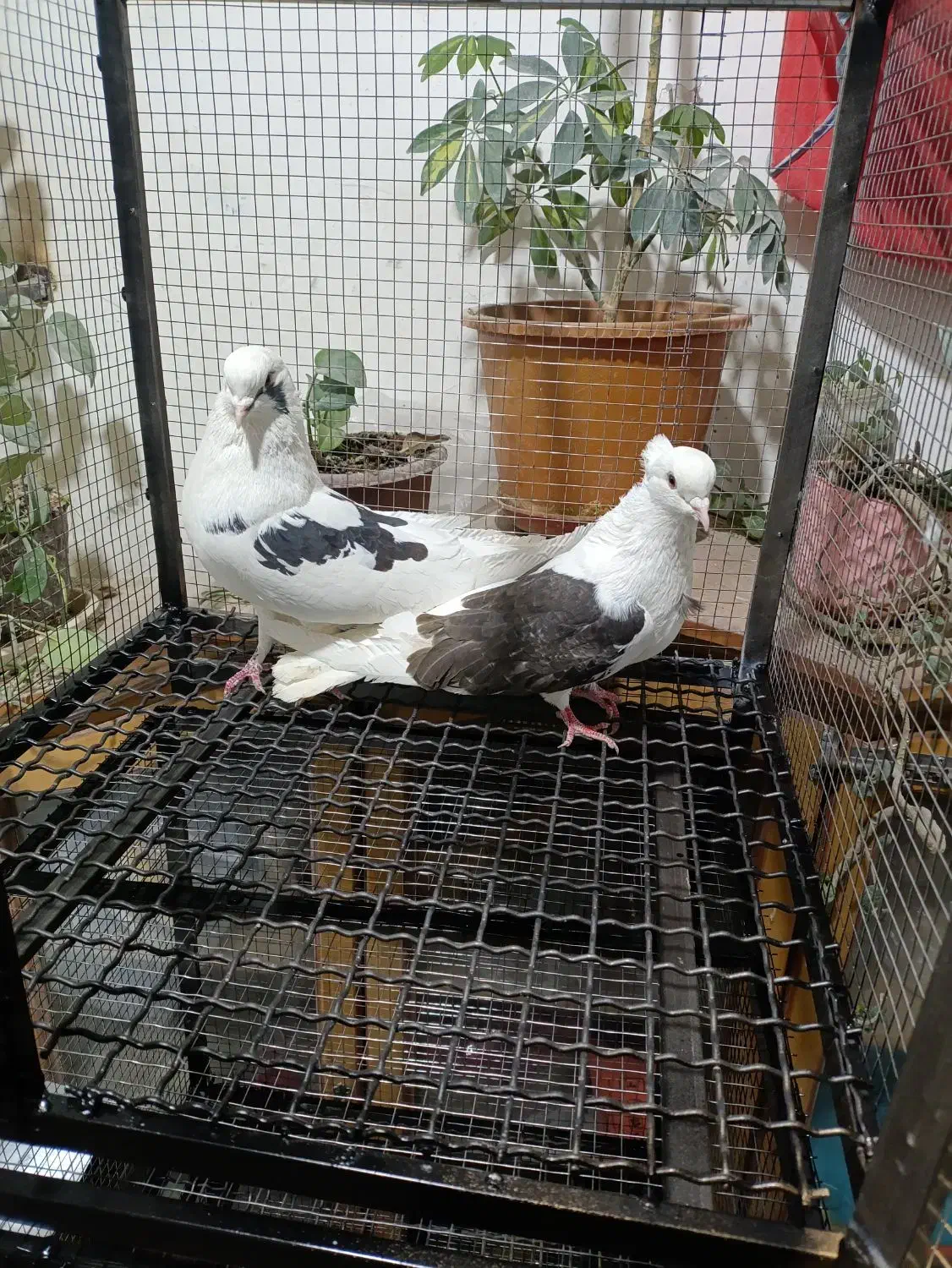 پرنده|پرنده|اصفهان, سیچان|دیوار