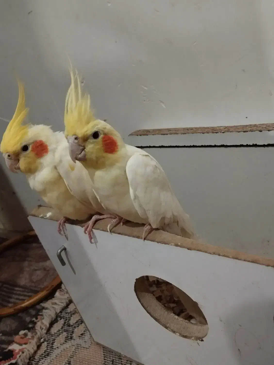 عروس هلندی|پرنده|هریس, |دیوار