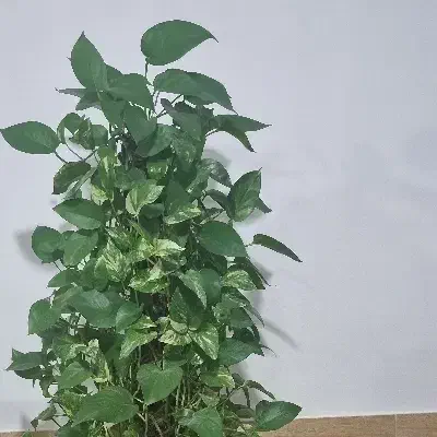 گل پوتوس مادر حداقل۹ساله|گل و گیاه طبیعی|گرمسار, |دیوار