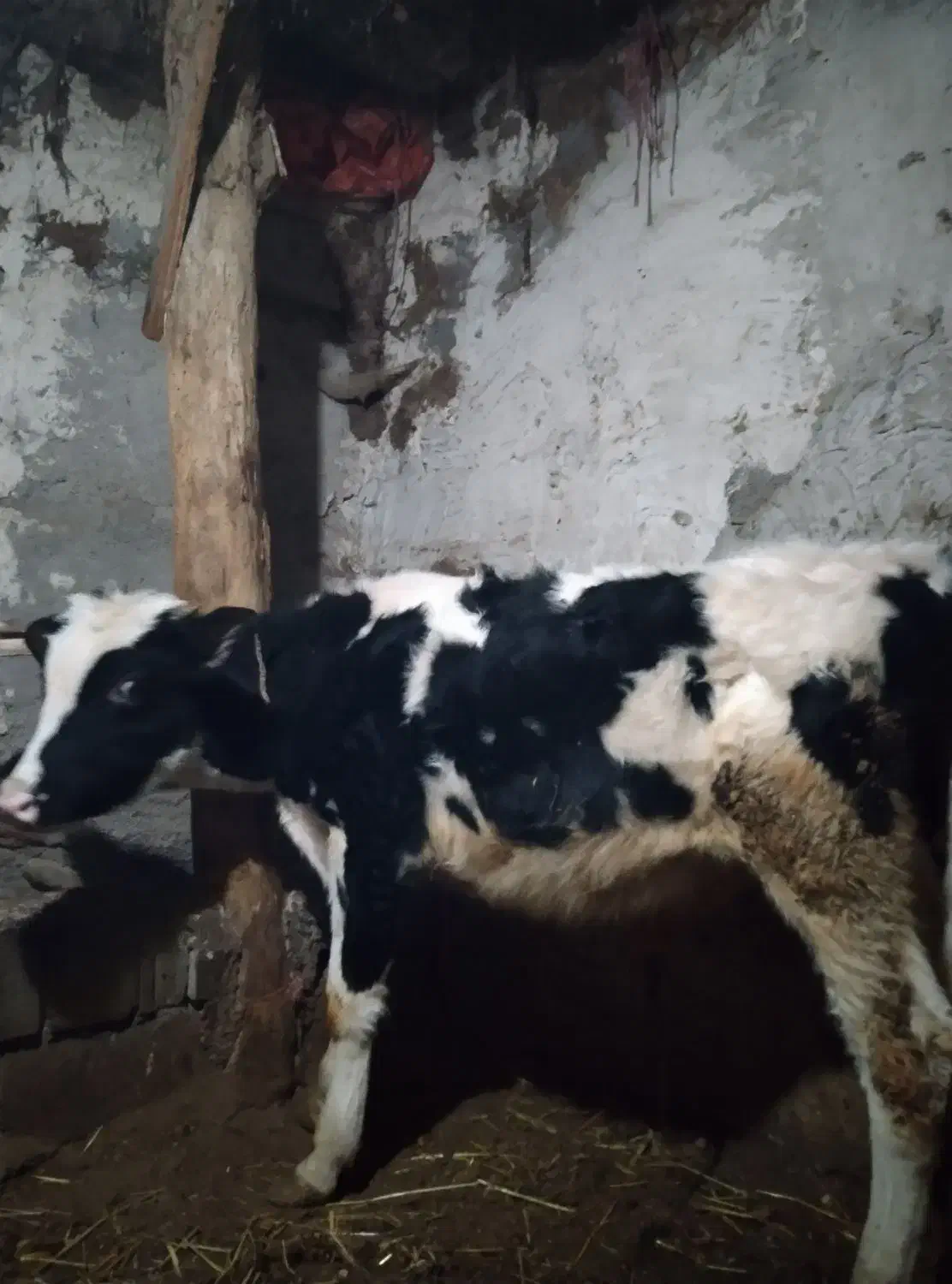 گوساله|حیوانات مزرعه|نیر (اردبیل), |دیوار