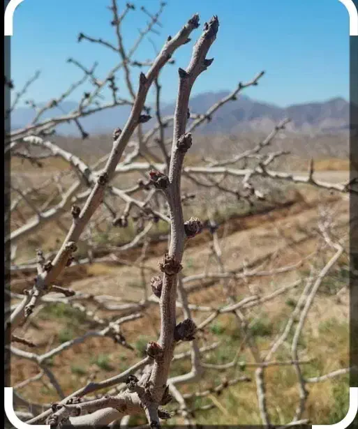 هرس درختان پسته|خدمات باغبانی و درختکاری|فردوس (خراسان), |دیوار