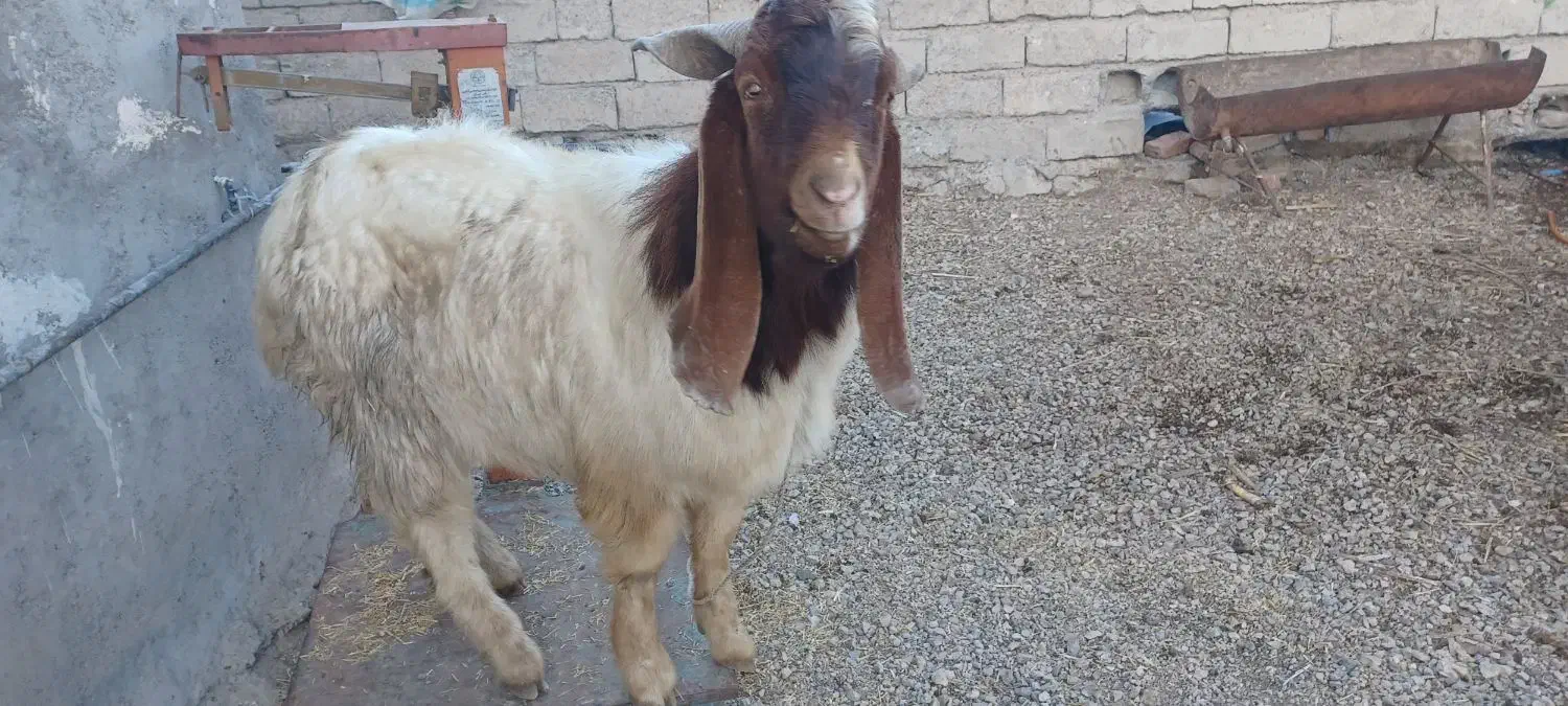 بز تکه نر|حیوانات مزرعه|اردبیل, |دیوار