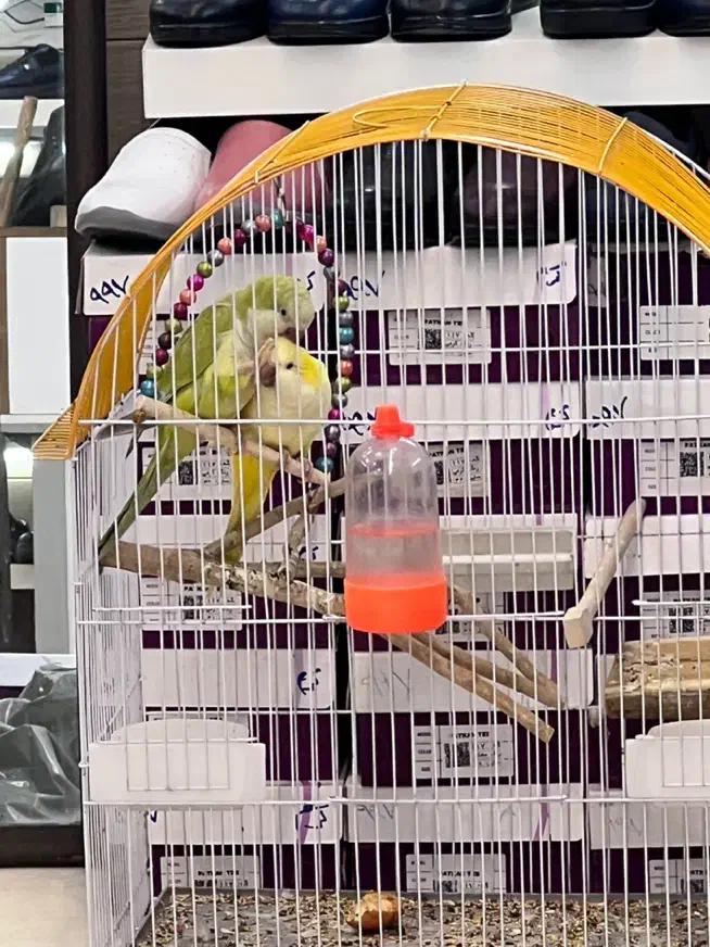 طوطی  راهب و خورشیدی|پرنده|اهواز, ۳۰ متری|دیوار