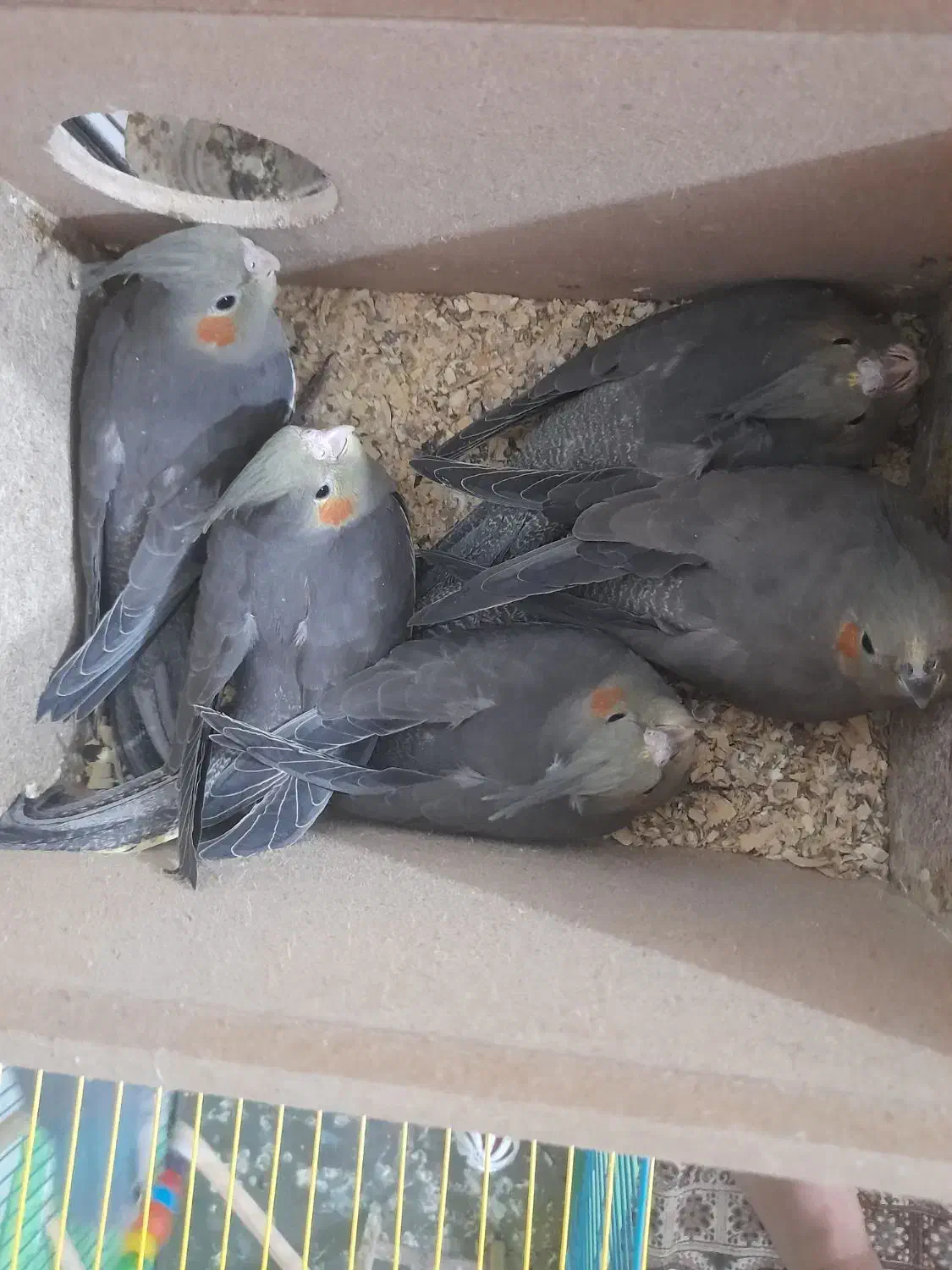 هلندی|پرنده|بهبهان, |دیوار