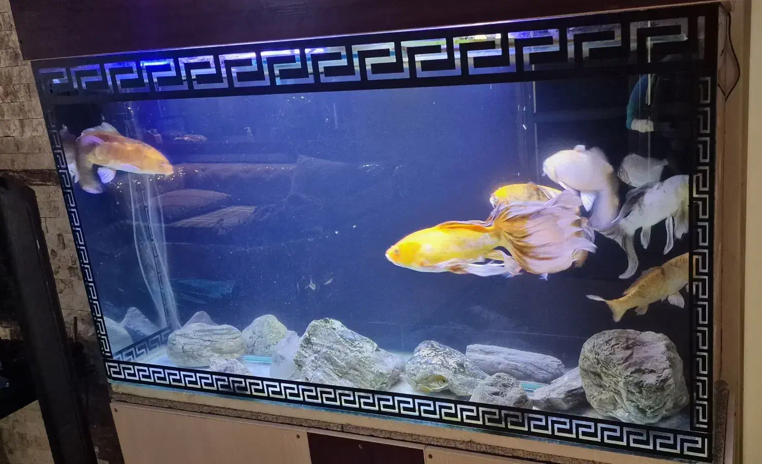 ماهی کوی|ماهی|تهران, نصرت|دیوار