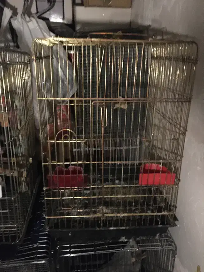 قفس ۱۰۳۳ کاسکویی شاه طوطی ملنگو|لوازم جانبی حیوانات|کرج, هلجرد|دیوار