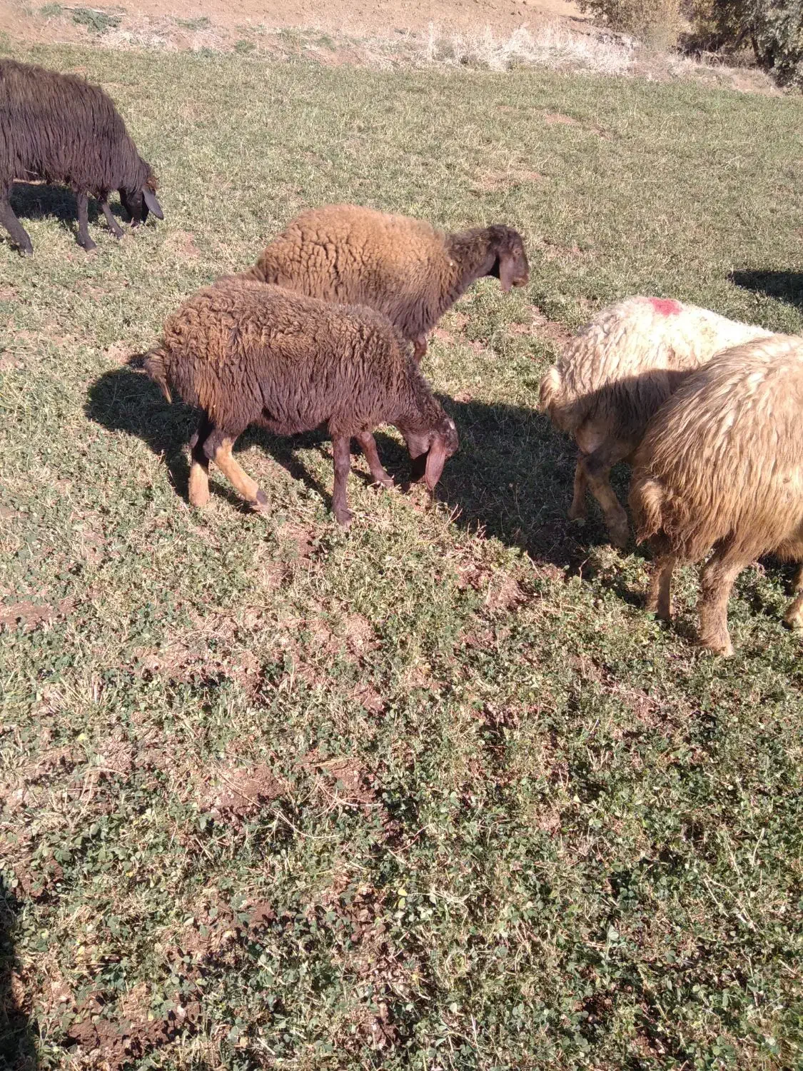 کاور نرو ماده|حیوانات مزرعه|مریوان, |دیوار