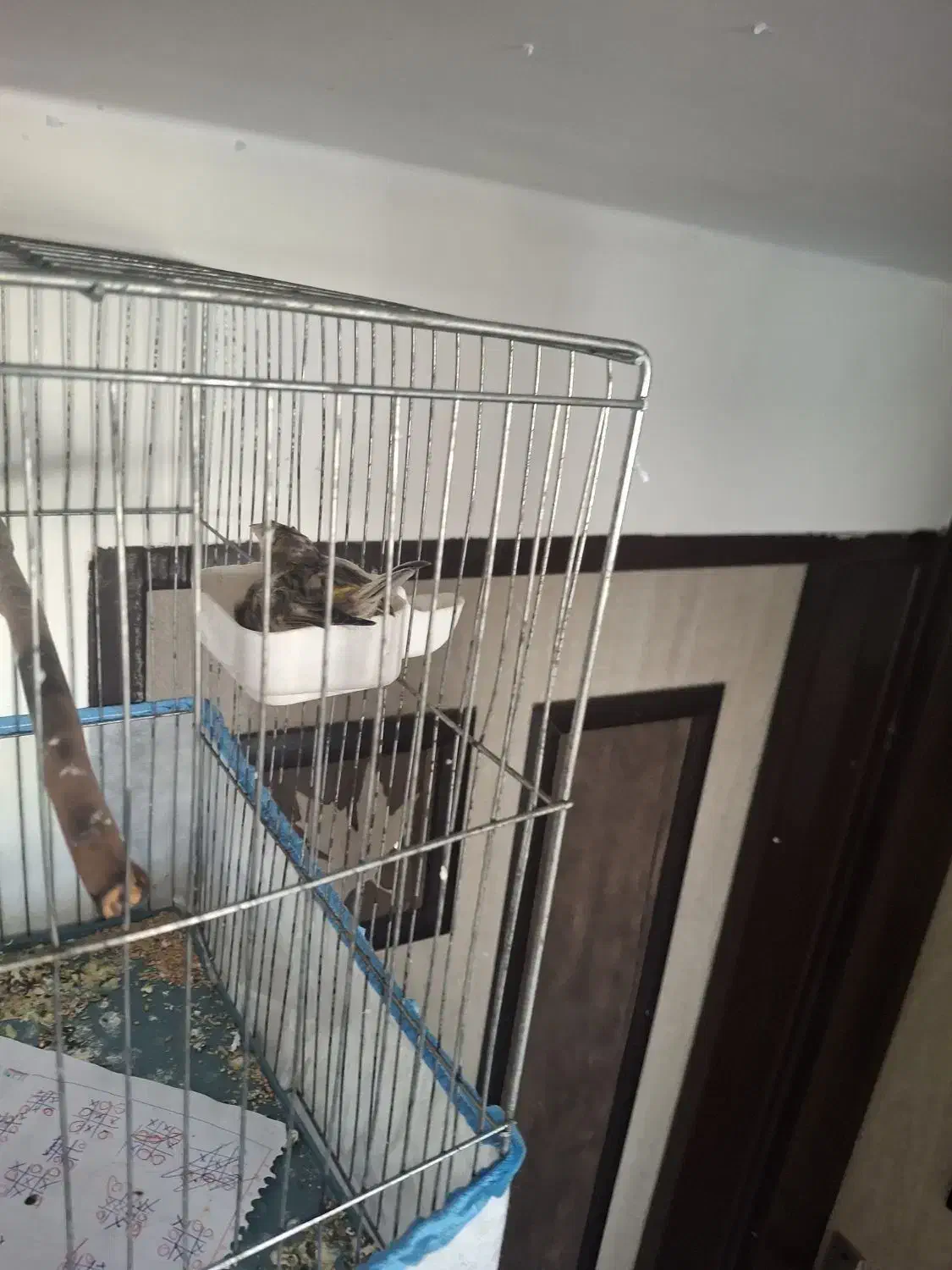 قناری ماده|پرنده|کرمان, |دیوار