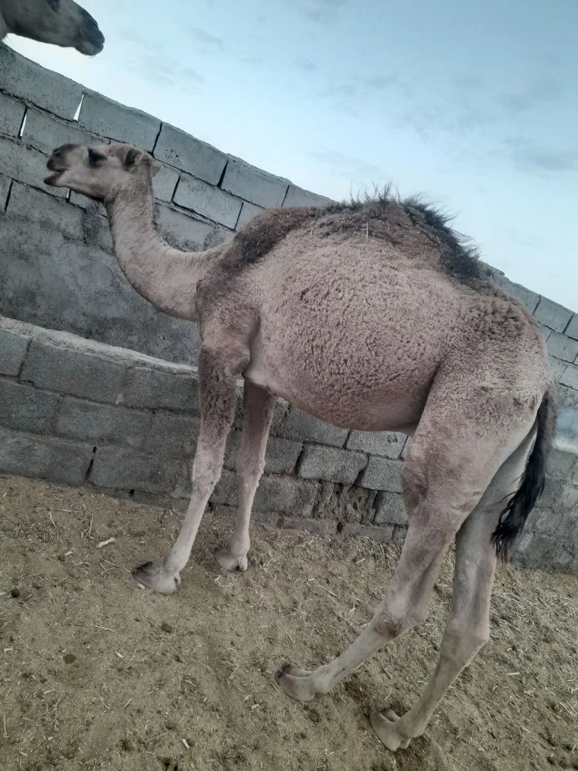 دو نفر شتر فروشی نهبندان|حیوانات مزرعه|نهبندان, |دیوار