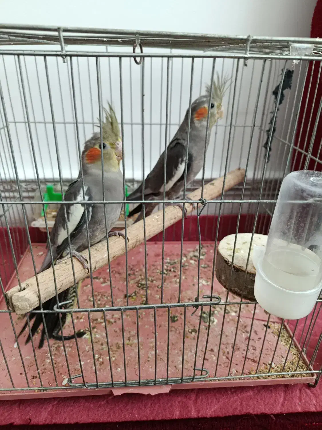 عروس هلندی|پرنده|الوند, |دیوار