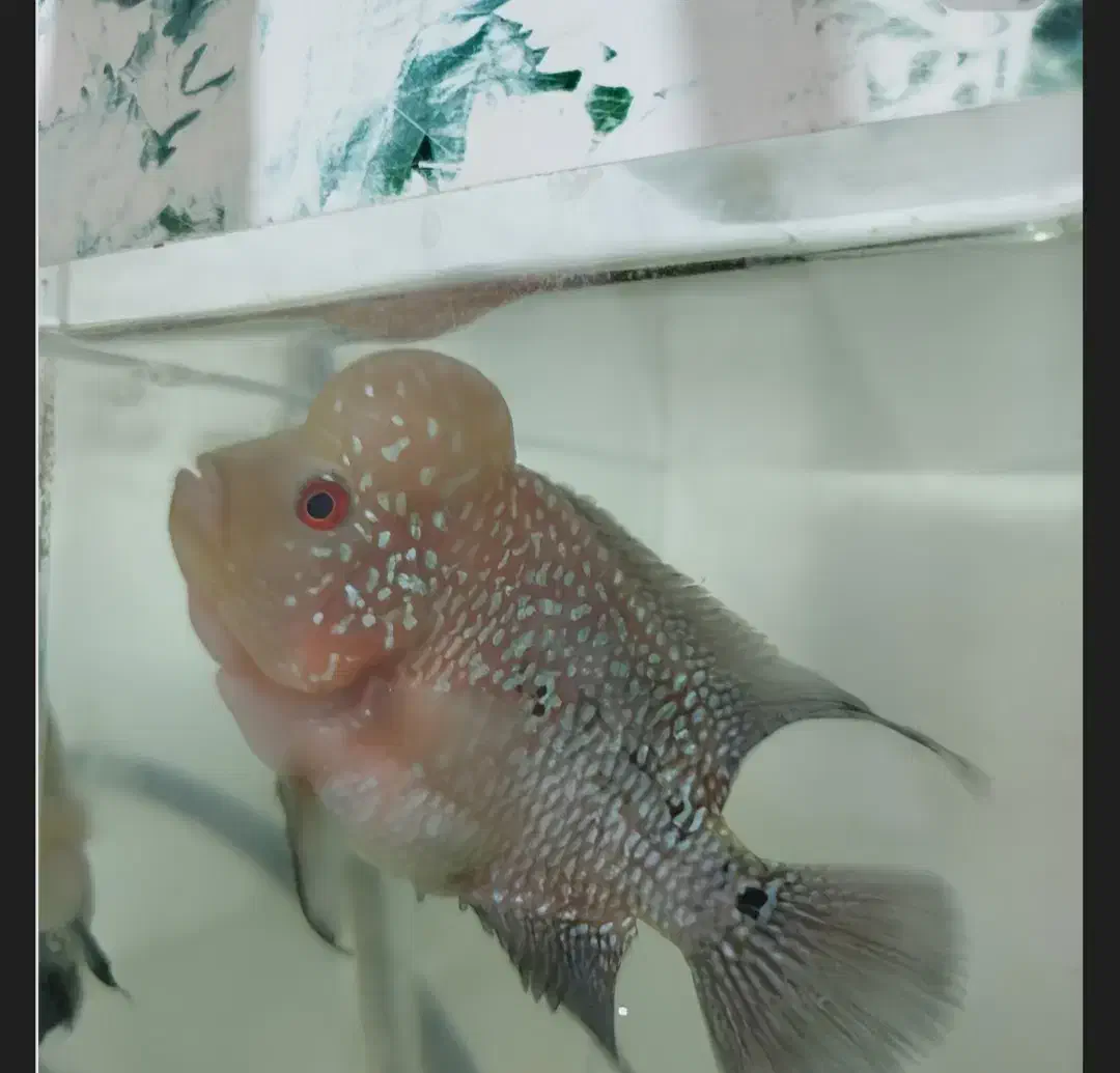 ماهی فلاور هورن|ماهی|بجنورد, |دیوار