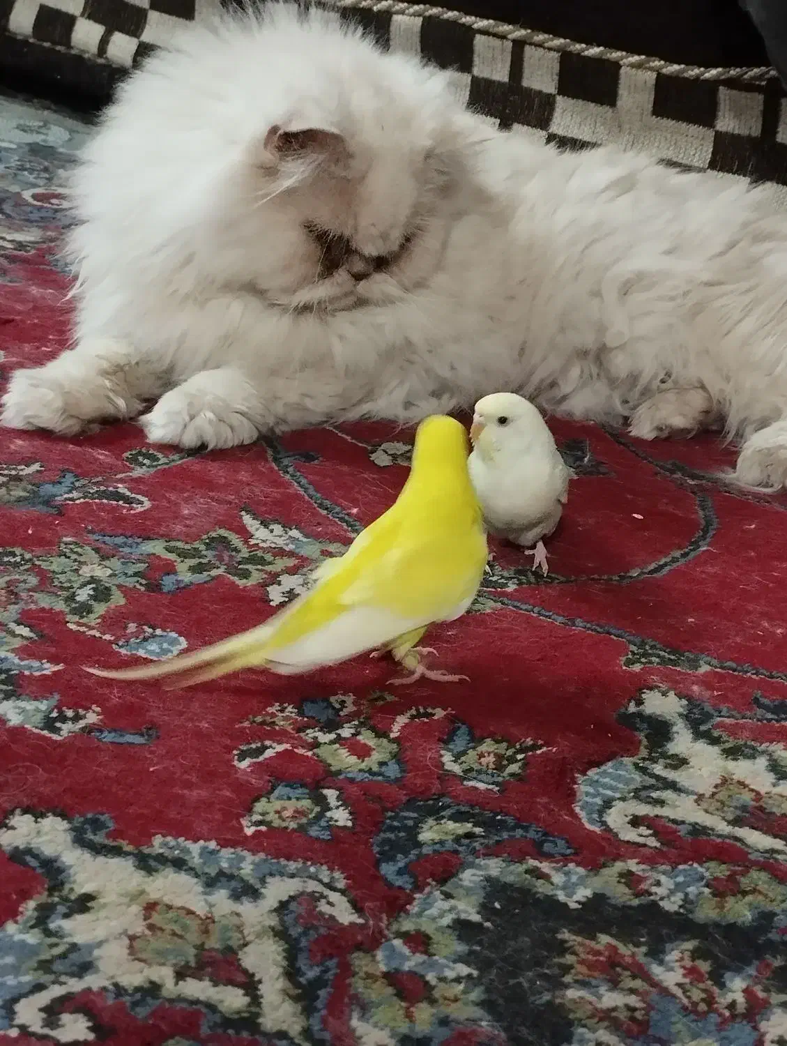 مرغ عشق دستی گم شده ناجی اباد|پرنده|کاشان, فاز ۲ ناجی آباد|دیوار