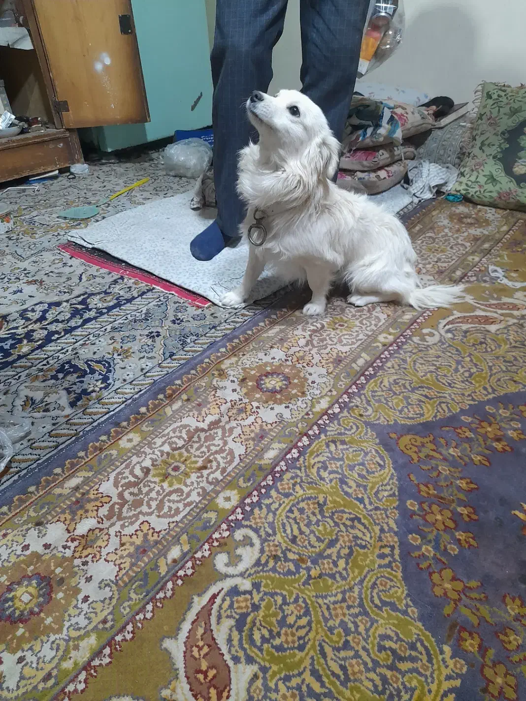 سگ پا کوتاه|سگ|کمیجان, |دیوار