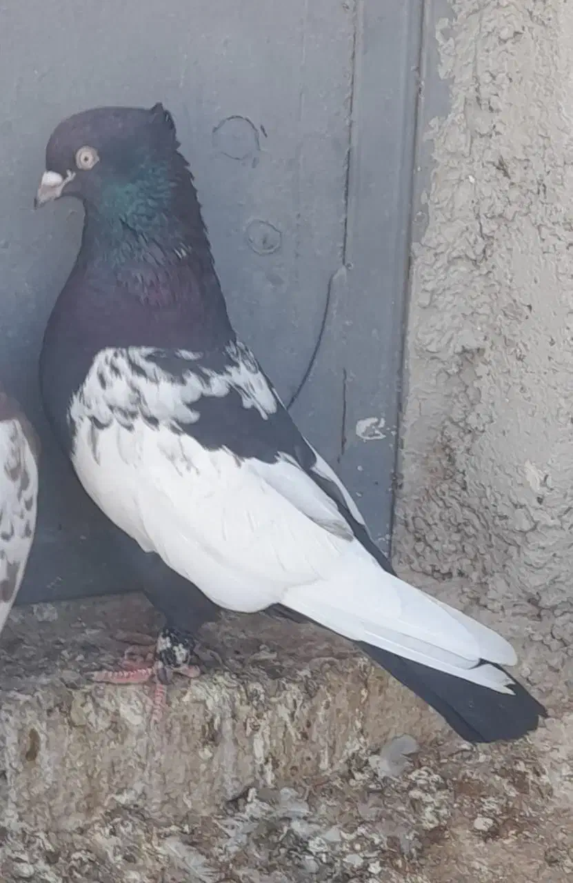 کبوتر سینه سیا|پرنده|زرین دشت (فارس), |دیوار