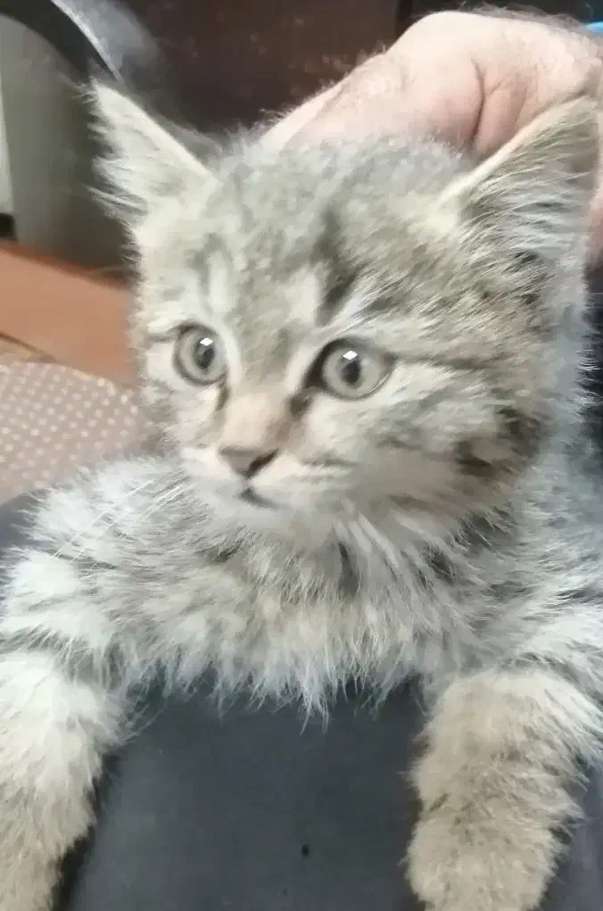 گربه ملوس|گربه|زرقان, |دیوار