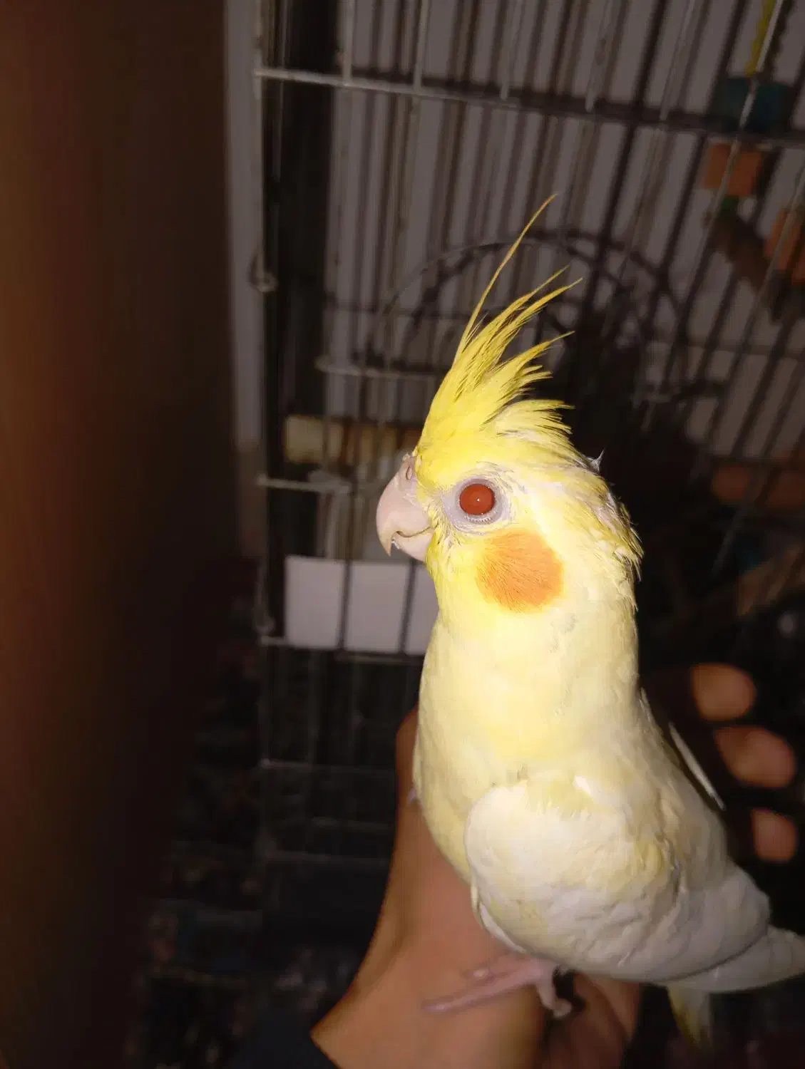 طوطی عروس دستی ماده|پرنده|بابل, |دیوار