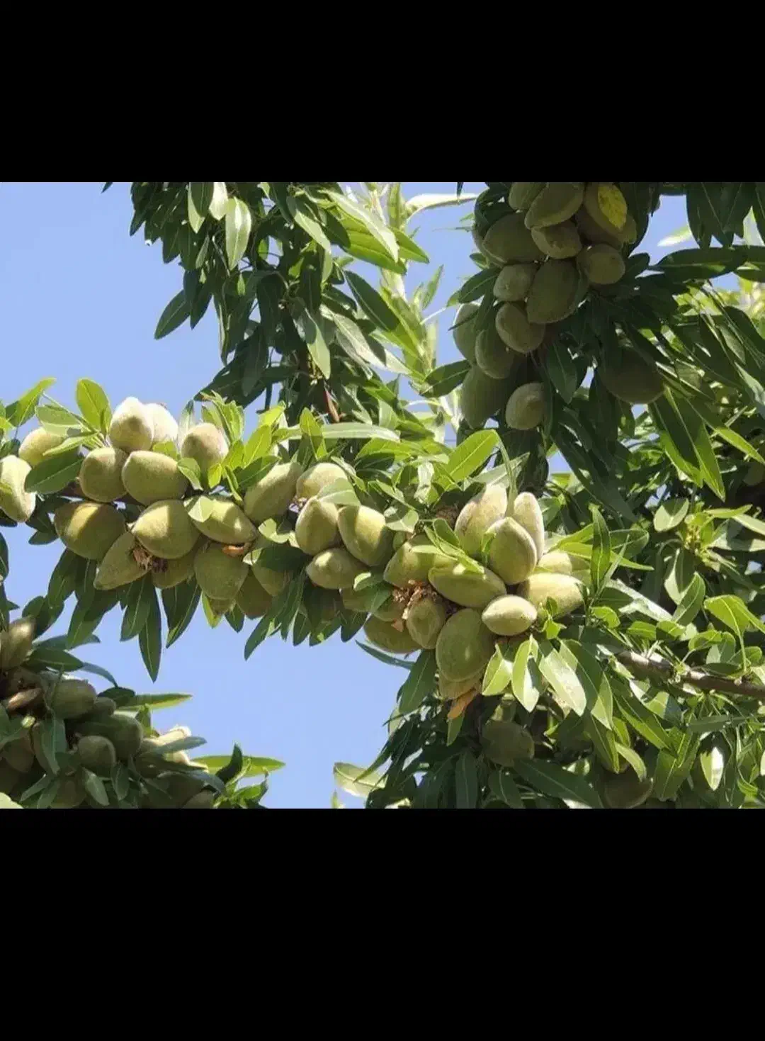 بدون واسطه از نهالستان تا زمین صنوبر گردو و بادام|خدمات باغبانی و درختکاری|فسا, |دیوار