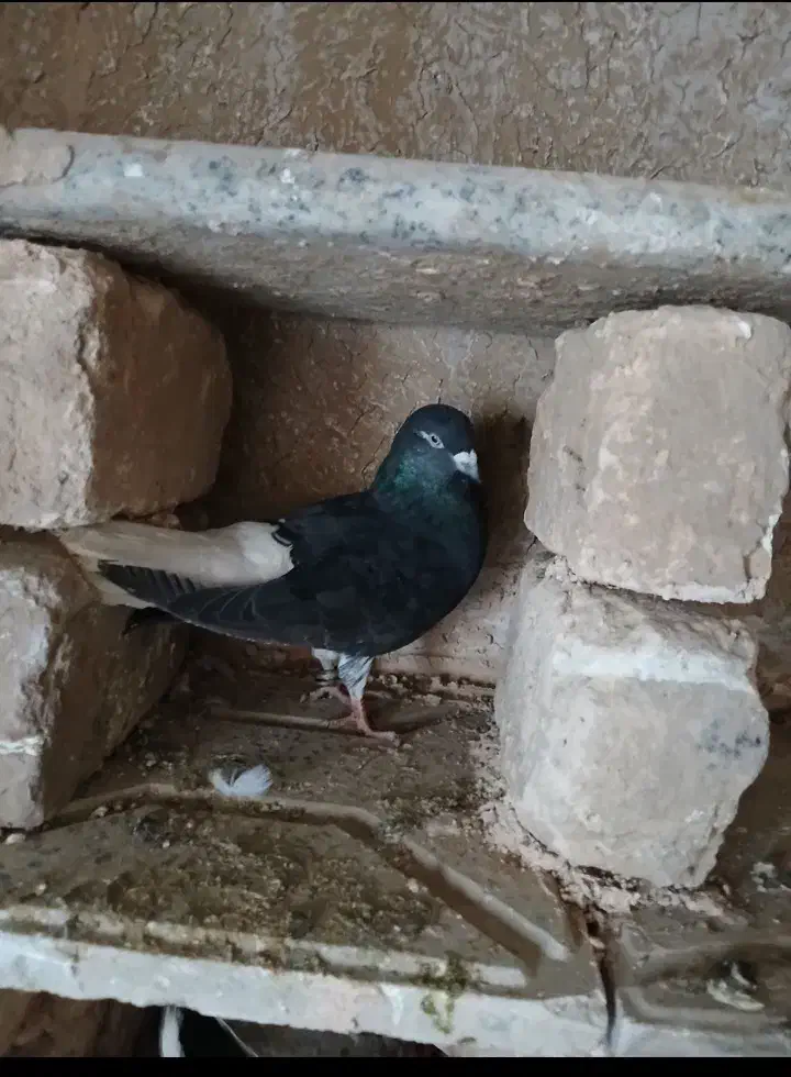 دم سفید نر جوجه صده سیاه|پرنده|جوین, |دیوار