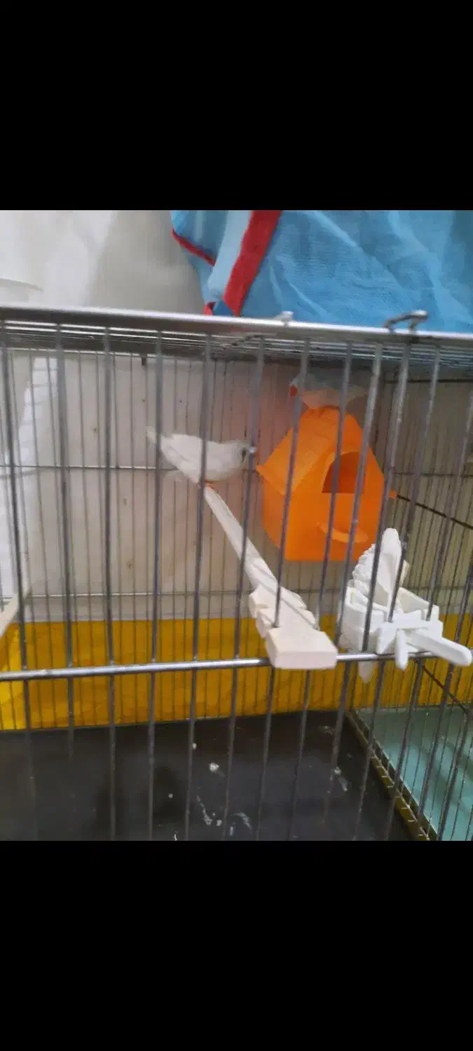 فنچ مولدجوان|پرنده|شاهرود, |دیوار