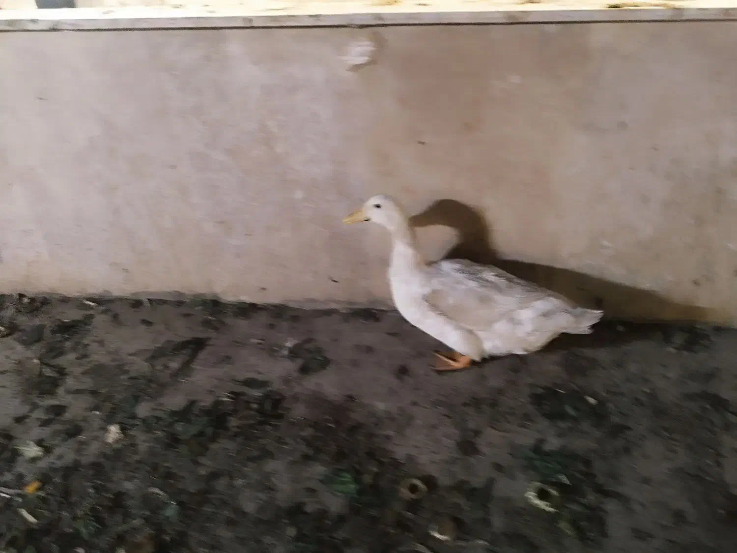 مرغ خروس|حیوانات مزرعه|اندیشه, اندیشه فاز ۵|دیوار