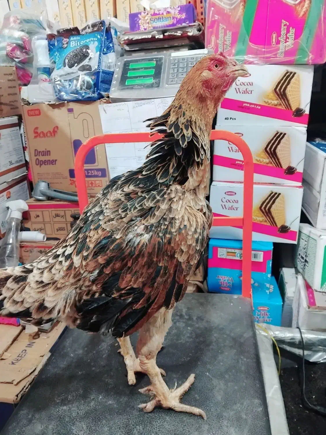 مرغ و خروس لاری|حیوانات مزرعه|قیدار, |دیوار