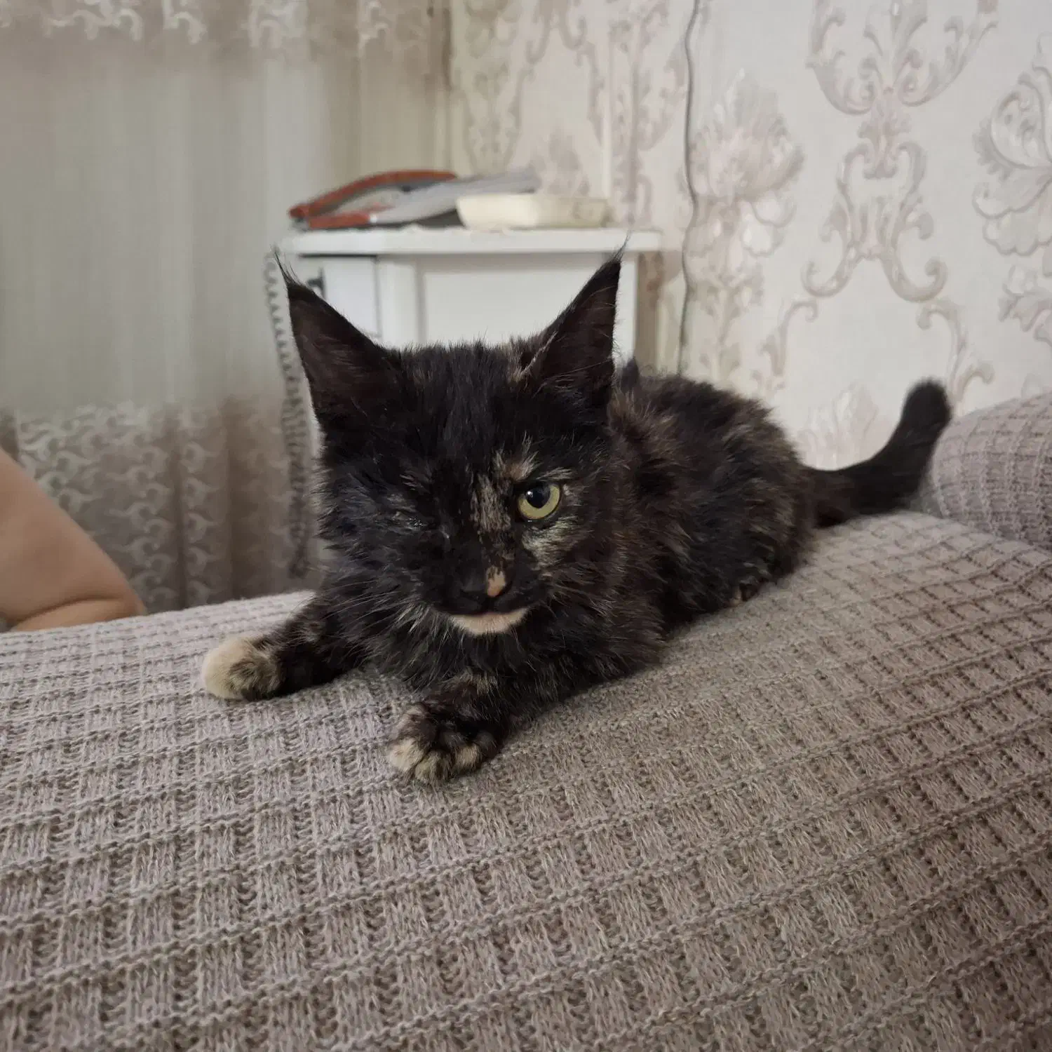 گربه|گربه|مشهد, هدایت|دیوار