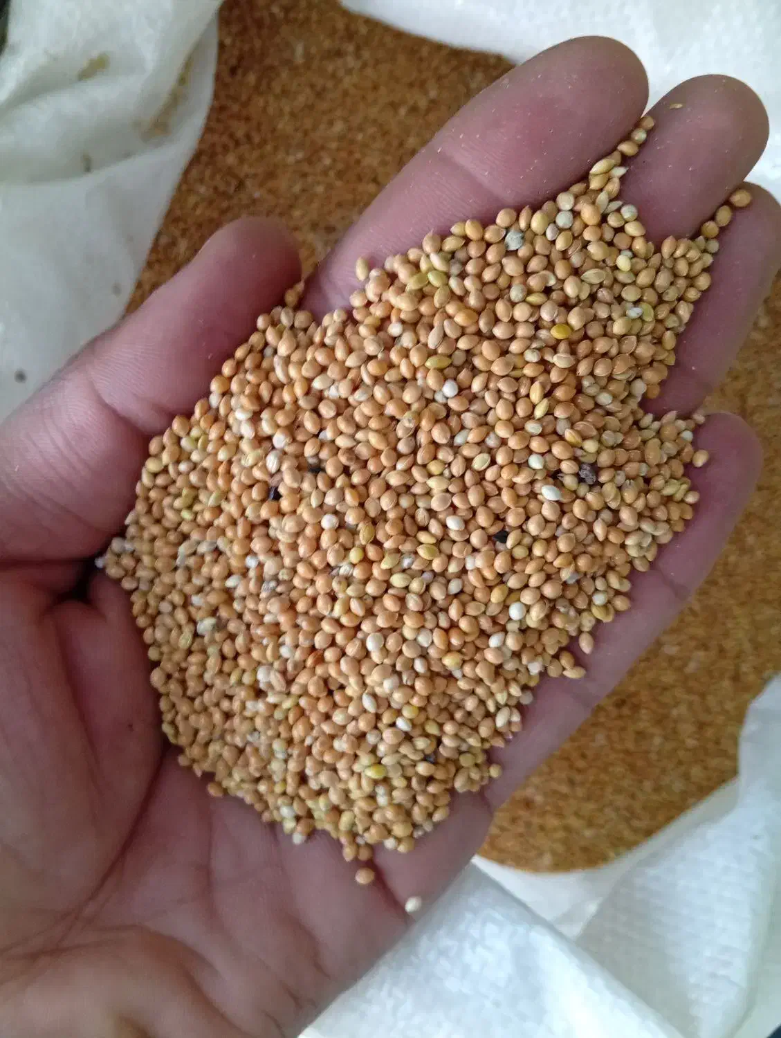 خرید وفروش خوراک دام و طیور|عمده‌فروشی|تربت جام, علوی|دیوار