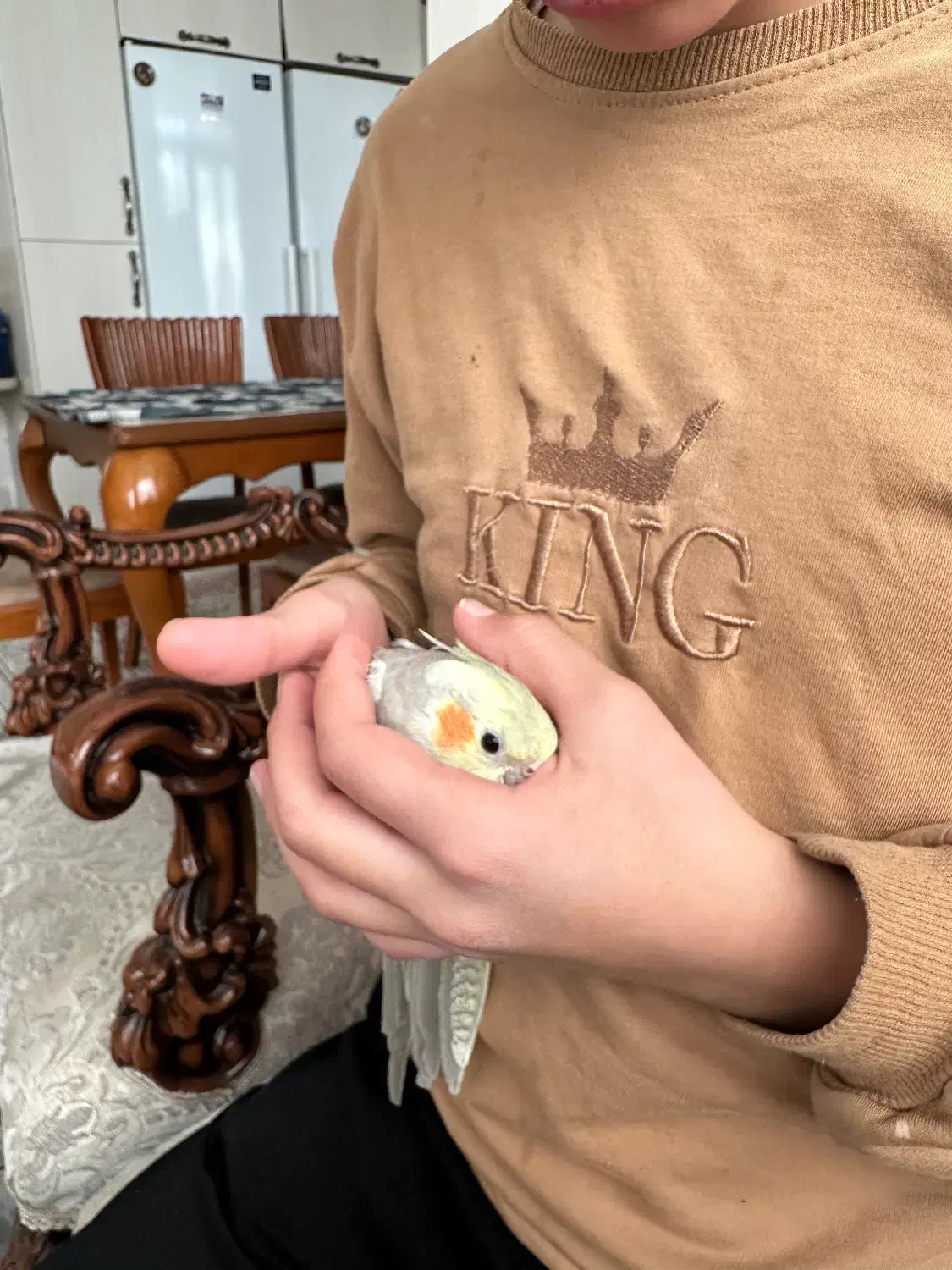 عروس هلندی|پرنده|قم, باغ شازده|دیوار