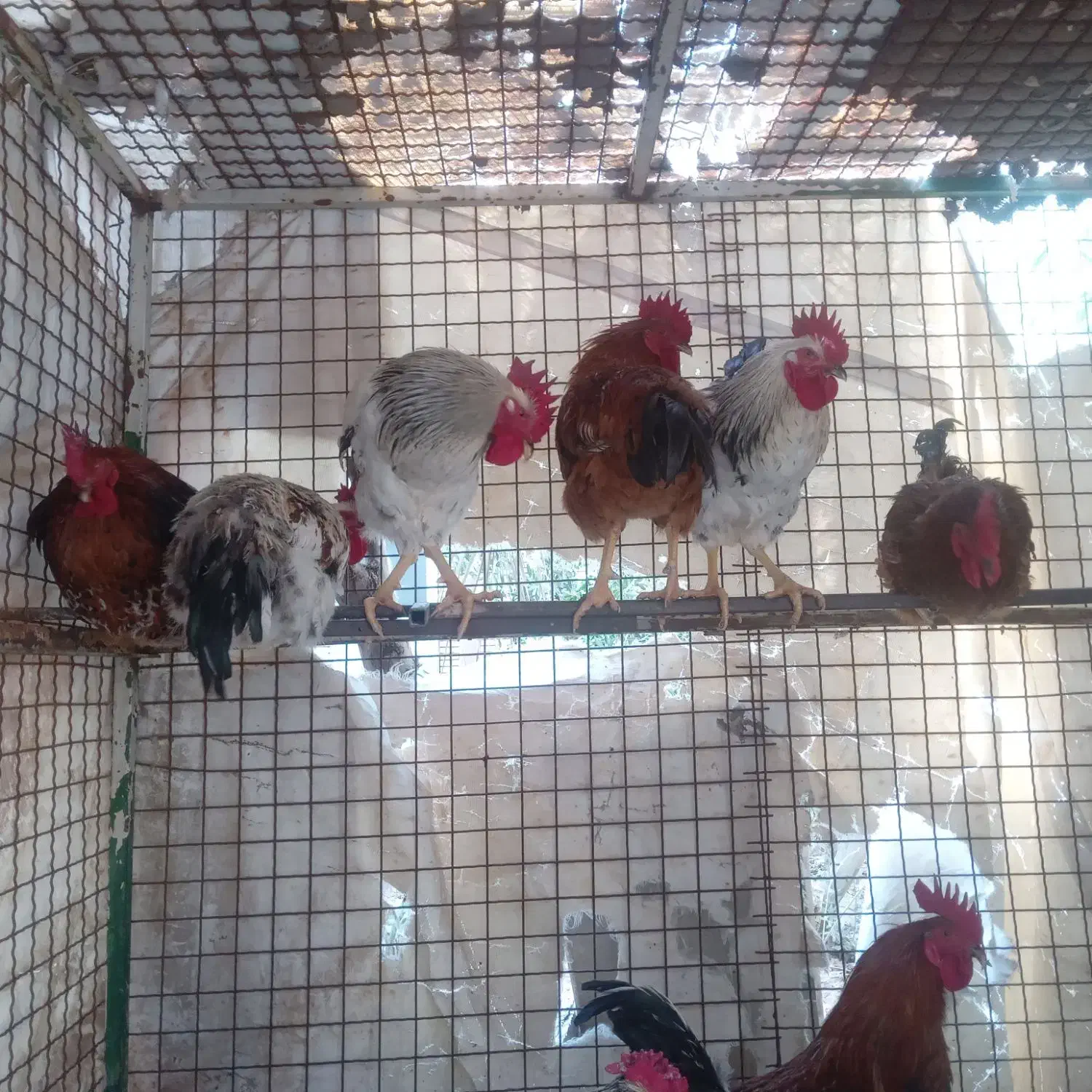 خروس|حیوانات مزرعه|حمیدیا, |دیوار