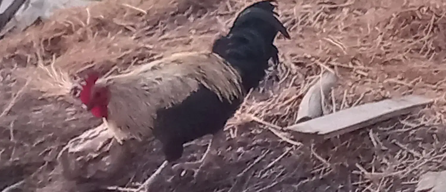 خروس محلی|حیوانات مزرعه|لالی, |دیوار