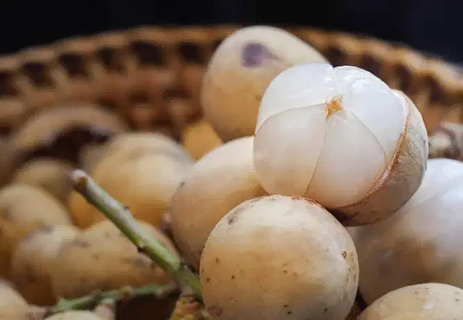 نهال نایاب لانگست خوشه ای|گل و گیاه طبیعی|تهران, بوستان چیتگر|دیوار
