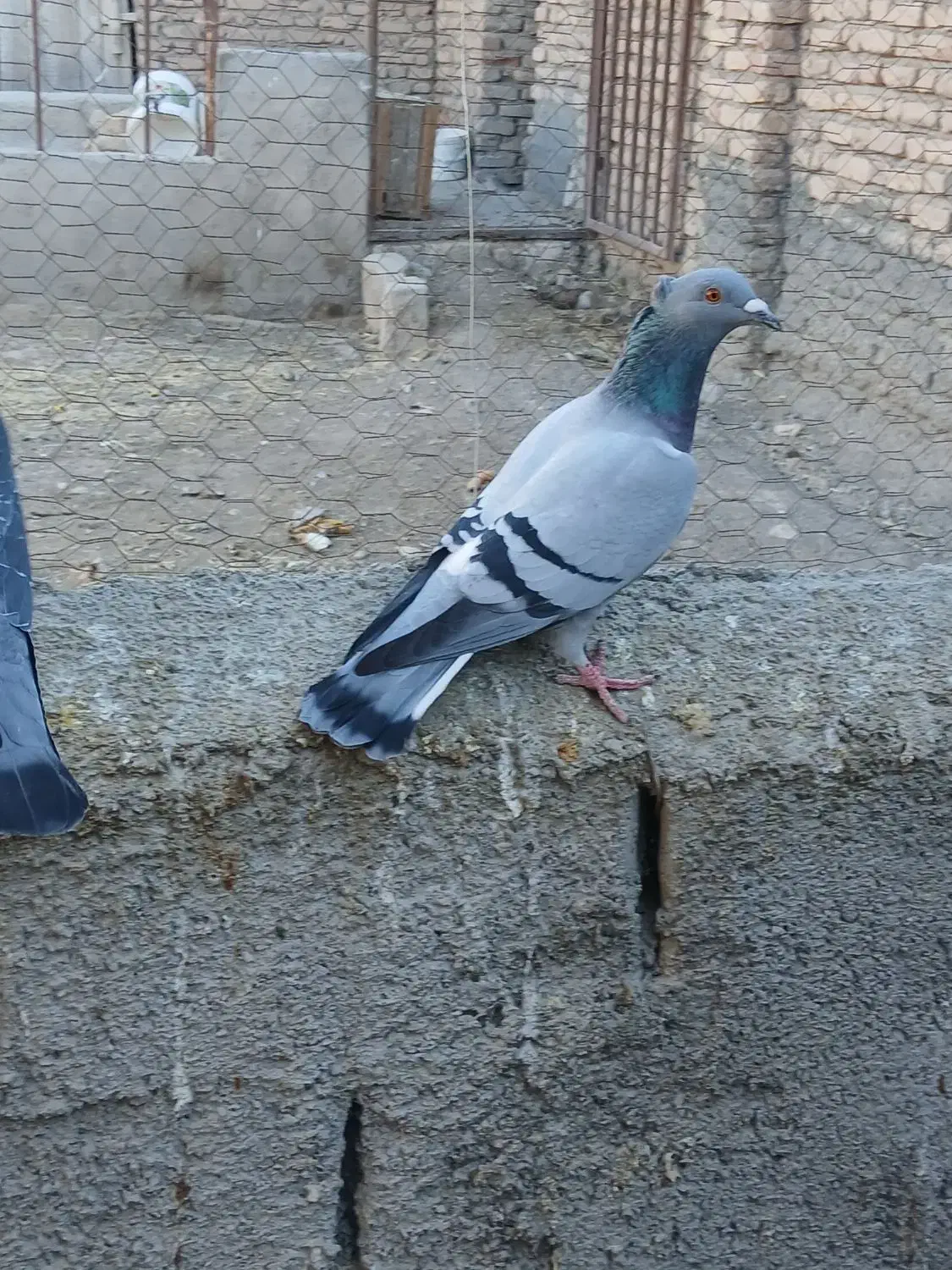 دوجفت کبوترالمانی|پرنده|نیمبلوک, |دیوار