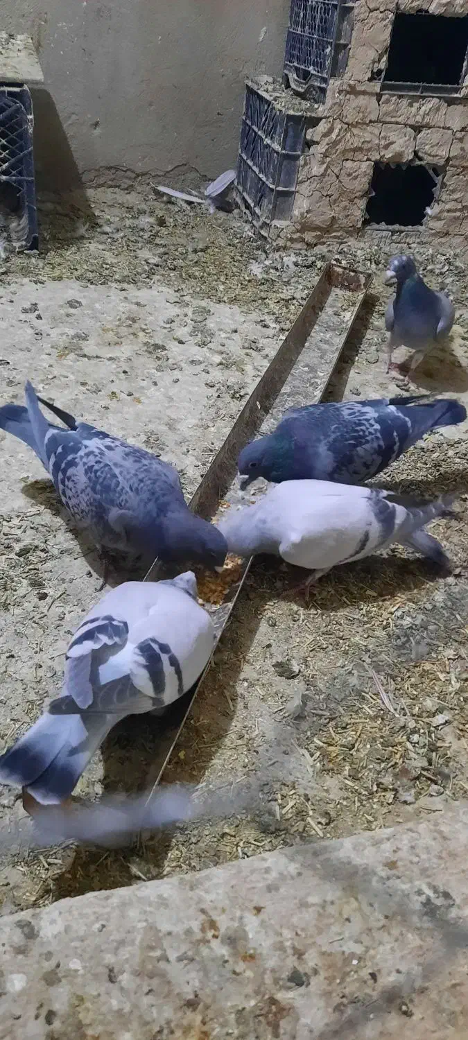 کبوتر طوقی سبز مگس شامی کرمانی کاغذی|پرنده|میرجاوه, |دیوار