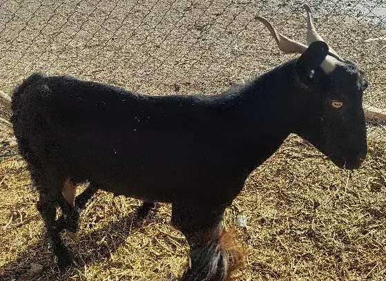 بز دورگ|حیوانات مزرعه|زیرکوه, |دیوار