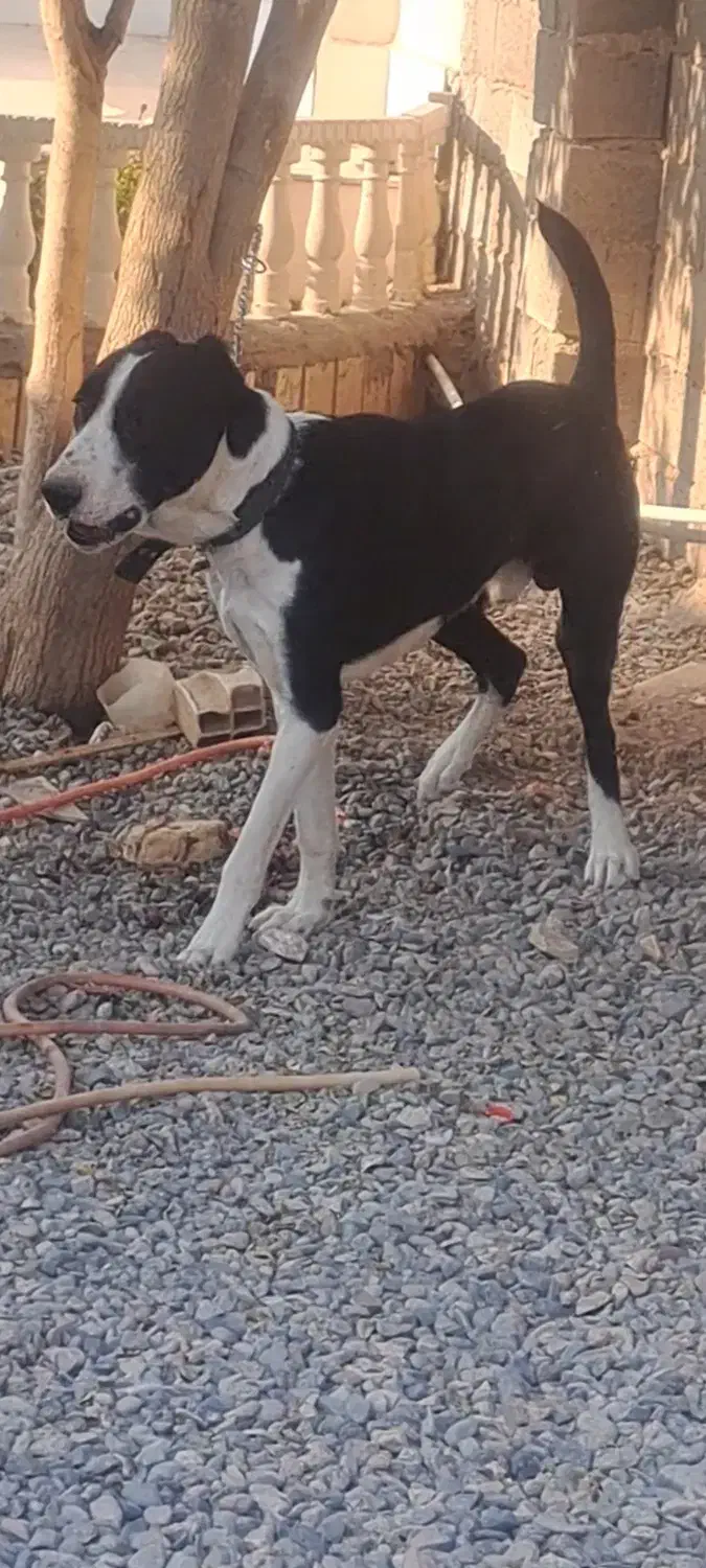 نرافغان یکساله|سگ|سیرجان, |دیوار