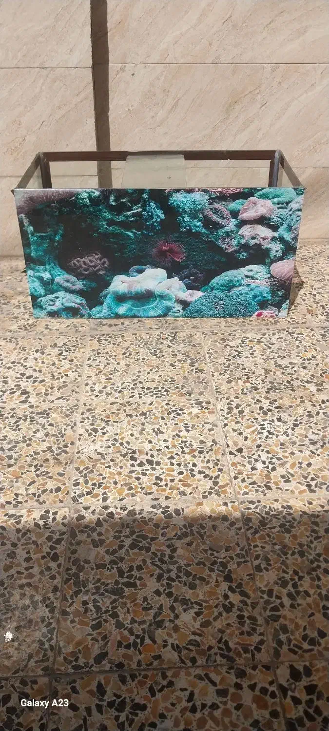 شیشه آکواریوم|ماهی|شیراز, مسلم|دیوار