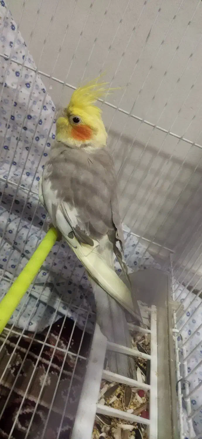 فروش عروس هلندی|پرنده|شیراز, فاضل|دیوار