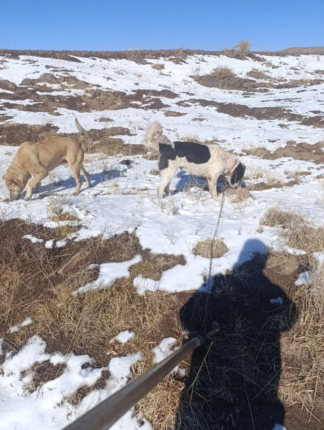 گم شده|حیوانات|تاکستان, |دیوار