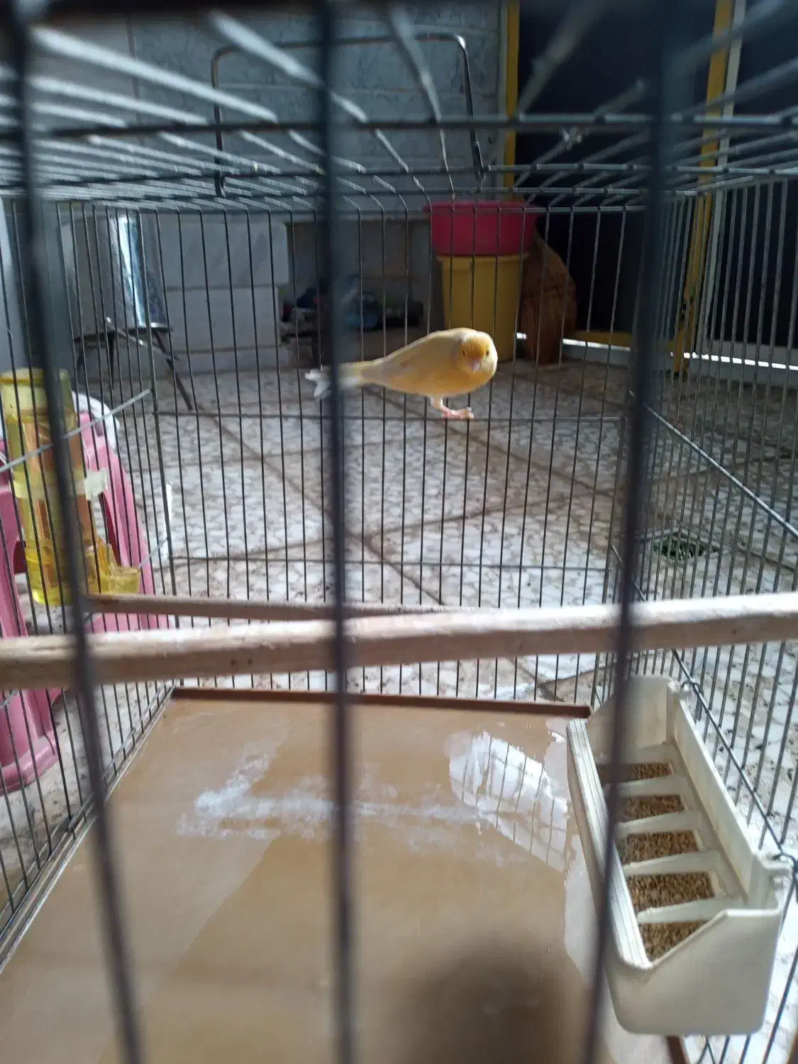 یک عدد قناری و مرغ مینا سخنگوو|پرنده|قم, ولیعصر|دیوار