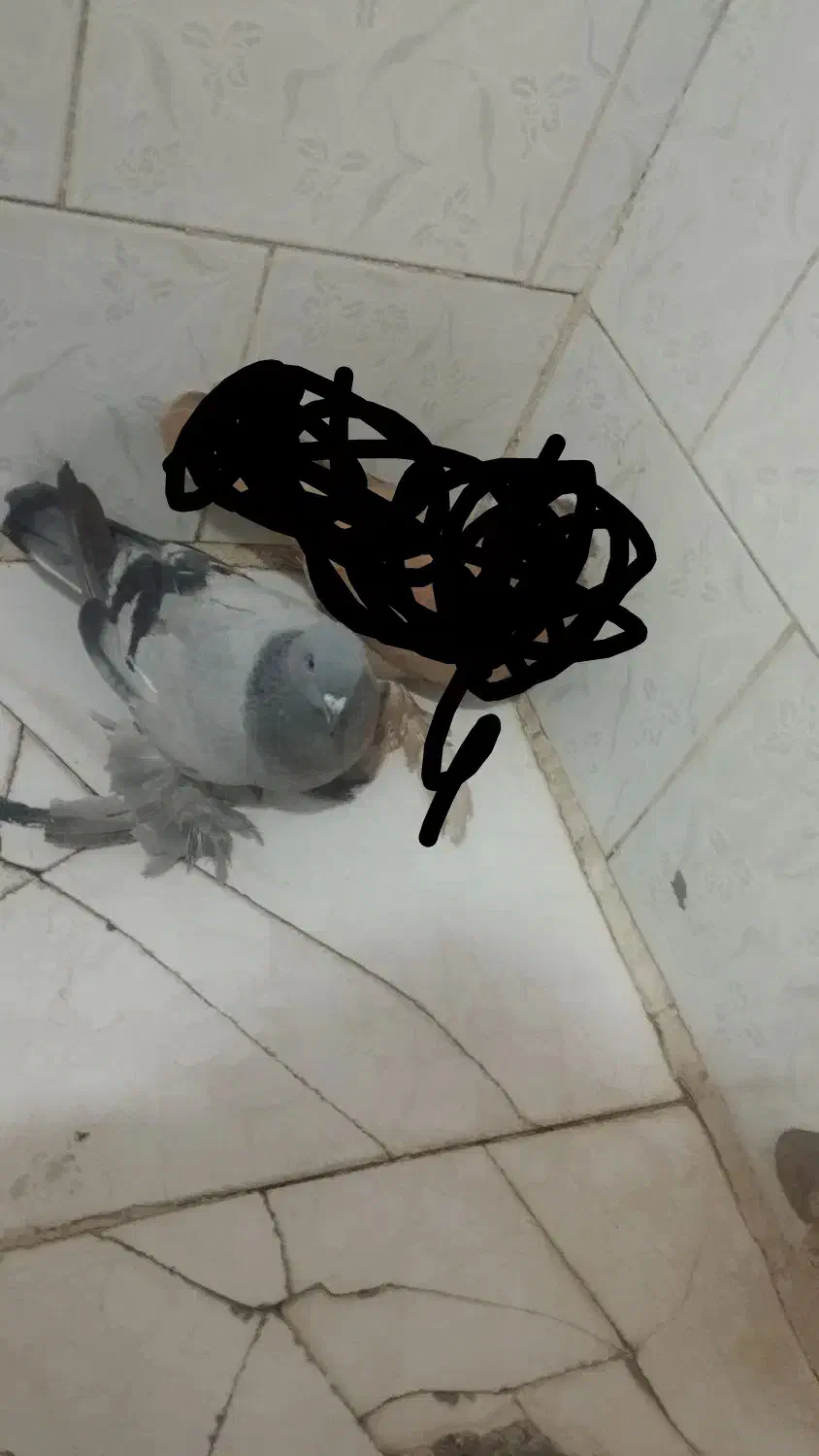 سه عدد خوب|پرنده|میاندوآب, |دیوار