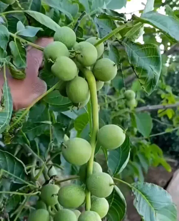 نهال گردو رشد سریع و باردهی فوقالعاده|خدمات باغبانی و درختکاری|بردسیر, |دیوار