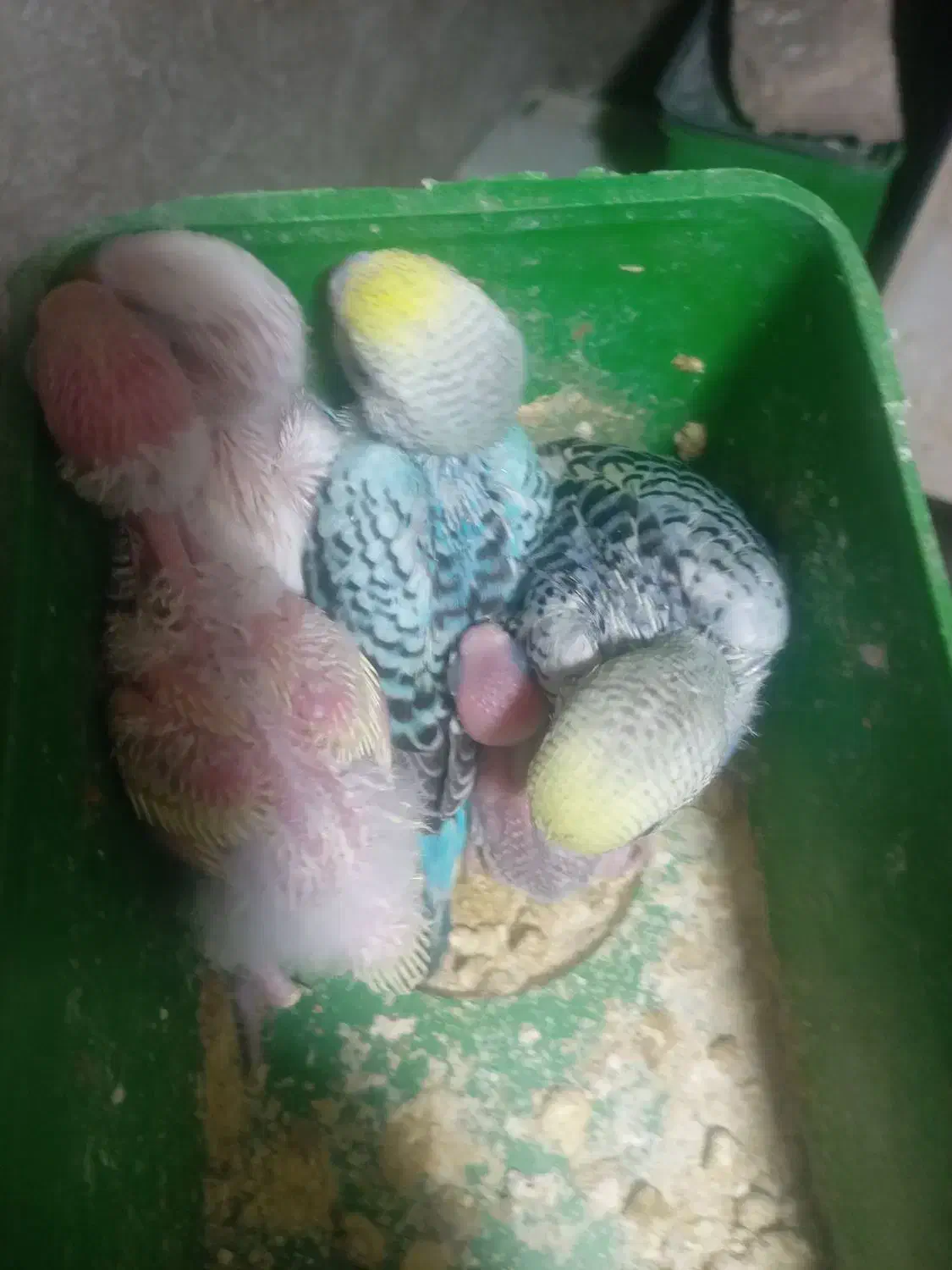 یک جفت کفتر ومرغ عشق|پرنده|سبزوار, قصبه غربی|دیوار